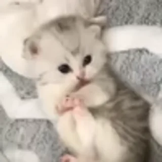 🐈‍⬛