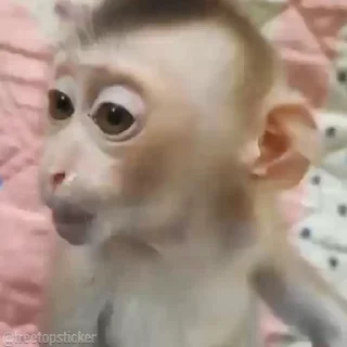 🐵