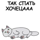 🐱