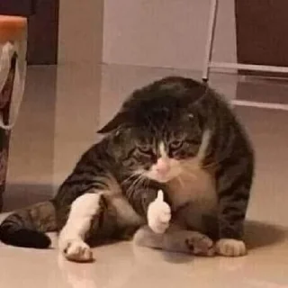 🐈