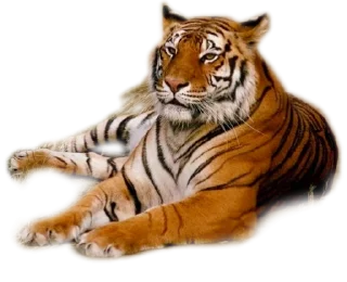 🐅
