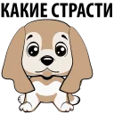 🐶