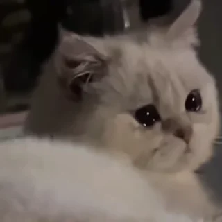 😭