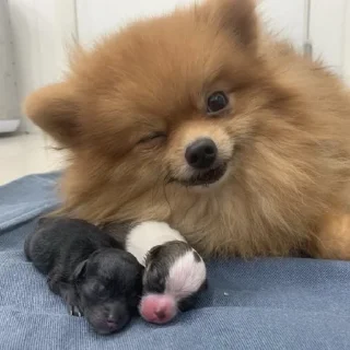 🐶