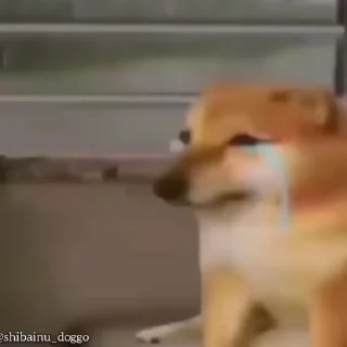 😂