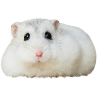 🐹