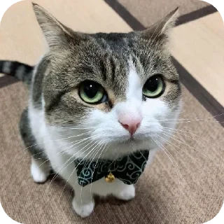 🐱