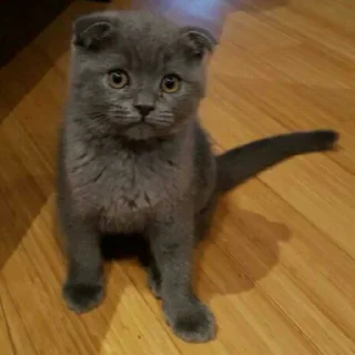 😺