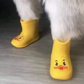 🐥