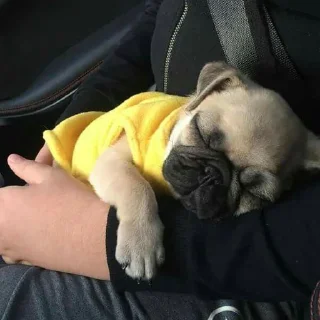 🐶