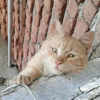 😺