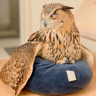 😴