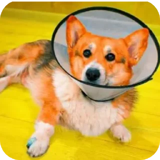 🐶