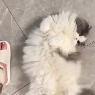 🥺