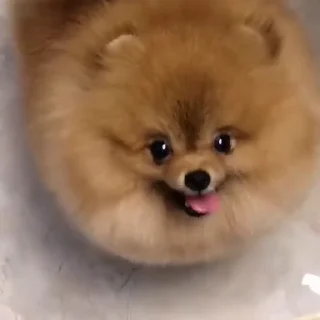 🤩