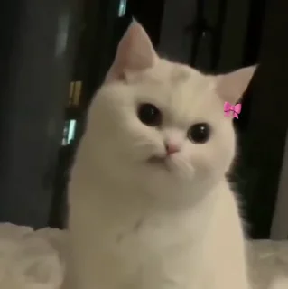 🐱