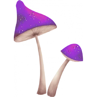 🍄