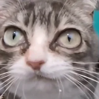 👅