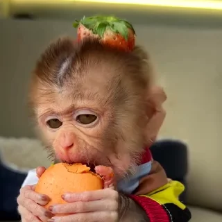 🙉