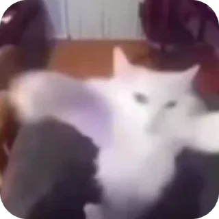 🎉