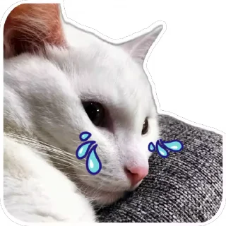 🐱