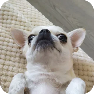 🐶