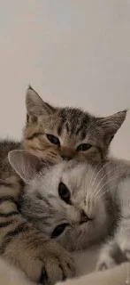 💤