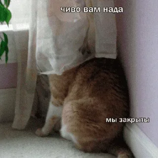 😺