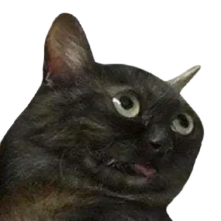 🐱