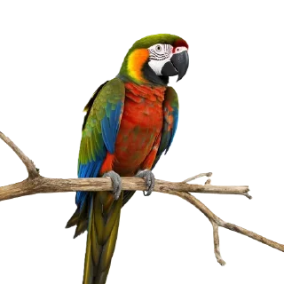 🦜