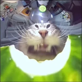 🐈‍⬛️