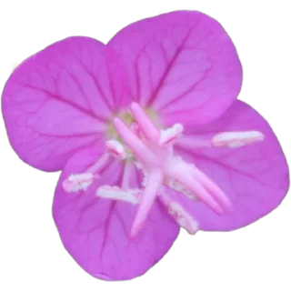 🌸