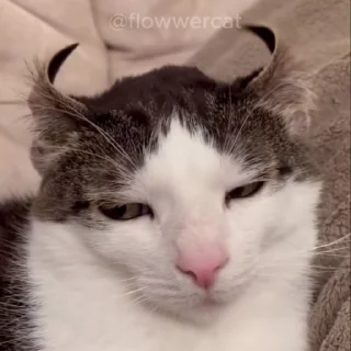 👹