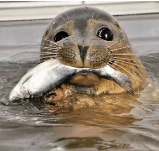 🐟