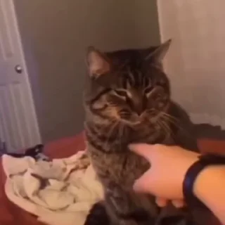🐈‍⬛️