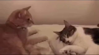 🌟