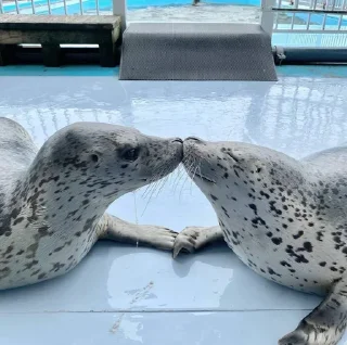 💋