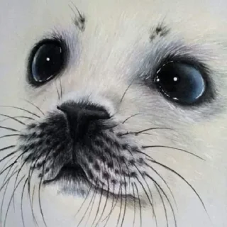 🦭