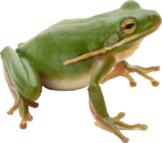 🐸