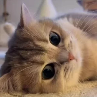 🥺
