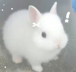 🐇