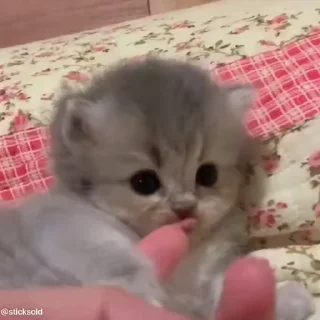 🤪