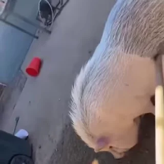 🐷