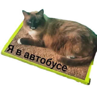 🐱