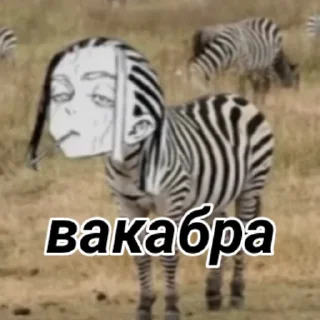 🦓