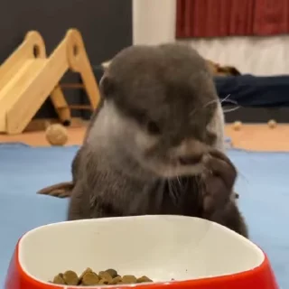 🍽
