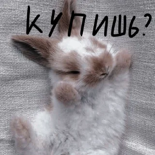 🐰