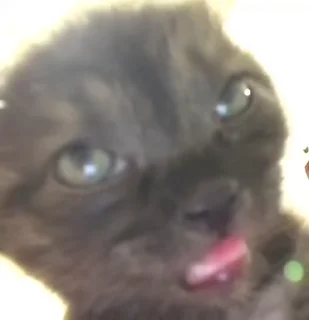 🐱