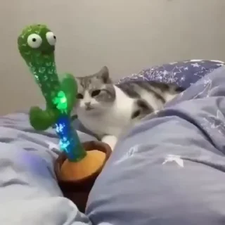 🌵