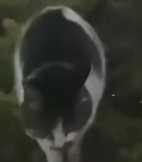 😸